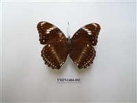 藏品(幻蛺蝶)的圖片